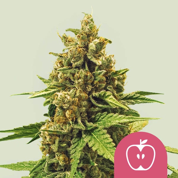 apple-fritter-royal-queen-seeds