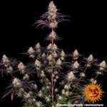 ayahuasca-purple-cannabis-samen