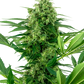 banana-frosting-cannabis-samen