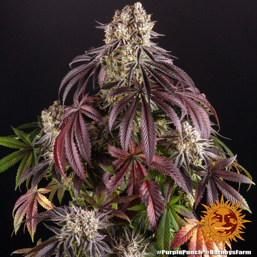 purple-punch-cannabis-samen