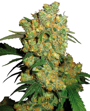 big-bud-sensi-seeds-2