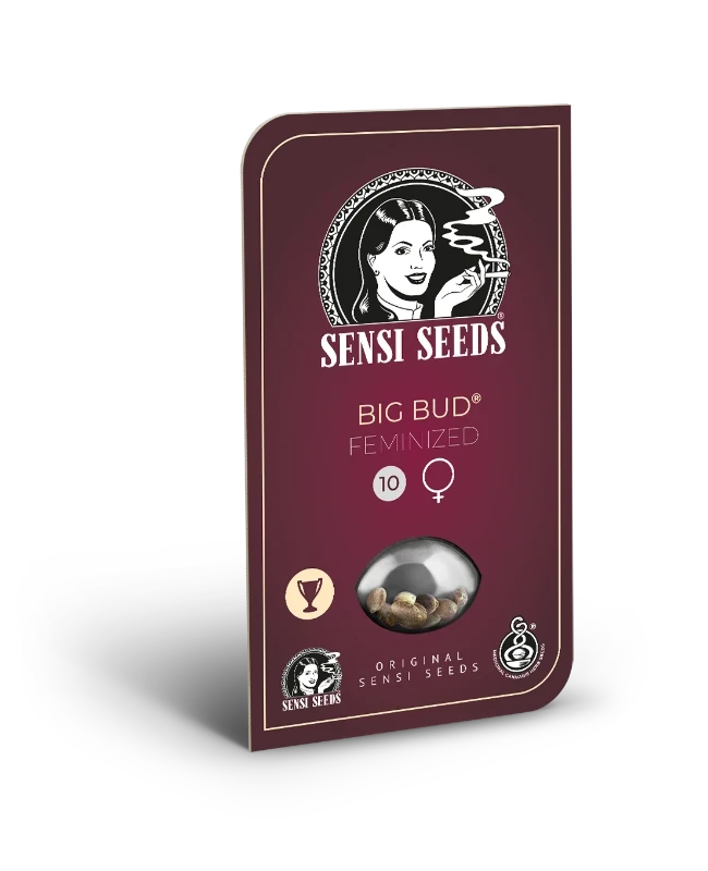 big-bud-sensi-seeds