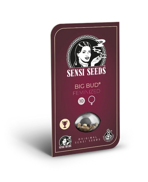 big-bud-sensi-seeds