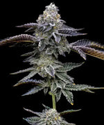 blue-dream-barneys-farm