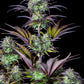 blueberry-autoflowering-samen