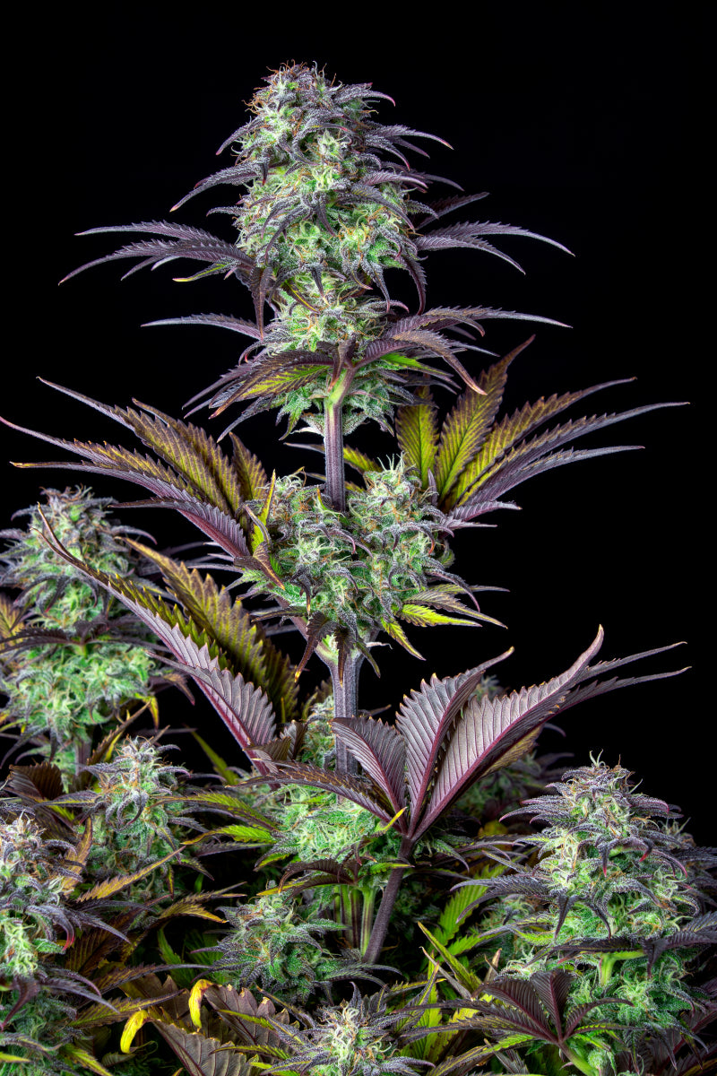 blueberry-autoflowering-samen