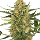 sensi-seeds-blueberry-bubblegum-automatic