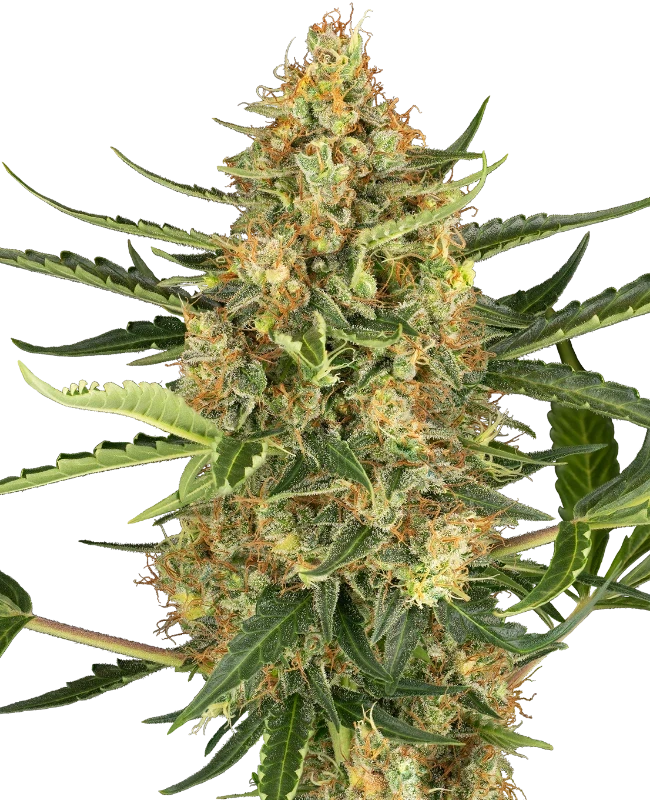 sensi-seeds-blueberry-bubblegum-automatic