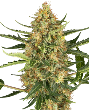 sensi-seeds-blueberry-bubblegum-automatic