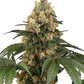 sensi-seeds-chocolate-rainbow-xxl