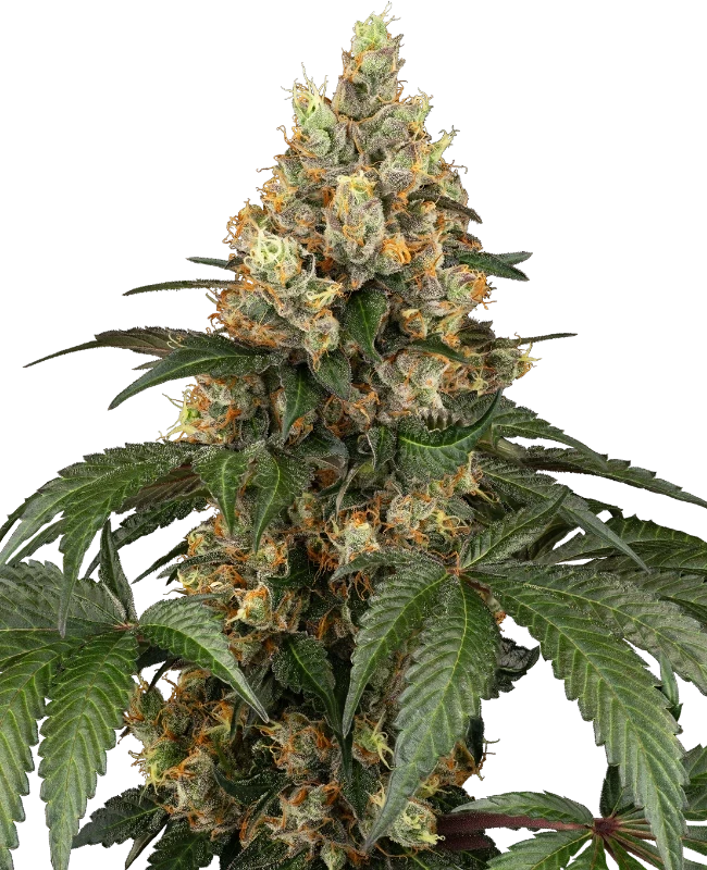 sensi-seeds-chocolate-rainbow-xxl