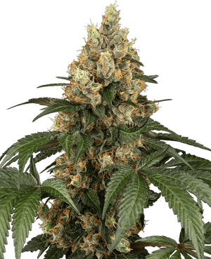 sensi-seeds-chocolate-rainbow-xxl