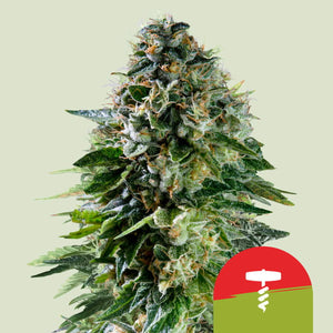 corkscrew-auto-royal-queen-seeds