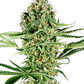 sensi-seeds-critical-runtz