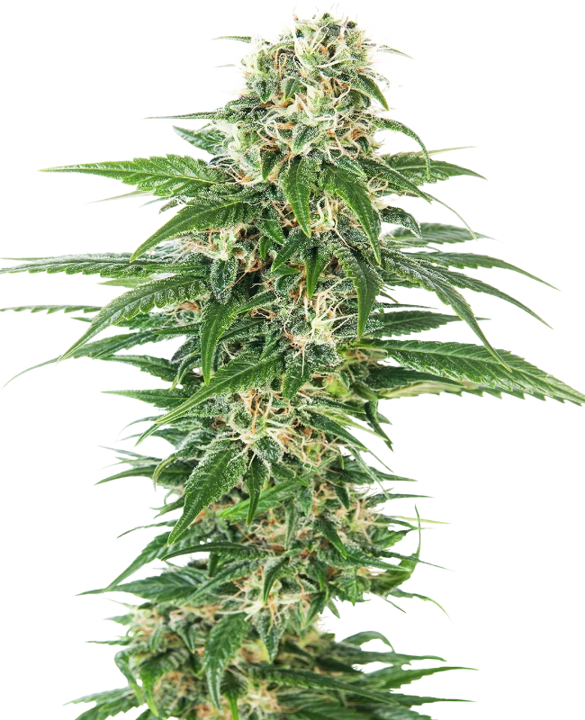 early-skunk-auto-sensi-seeds