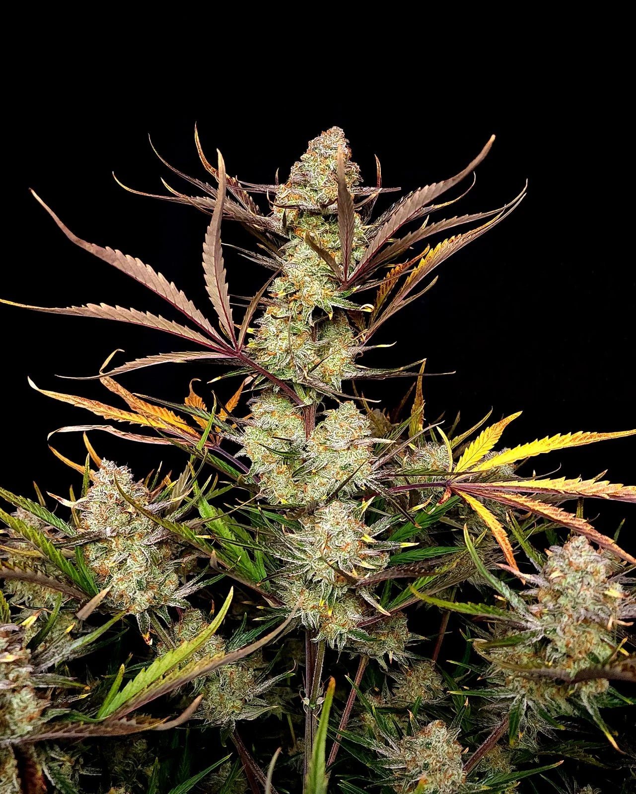 fastbuds-apple-strudel-auto