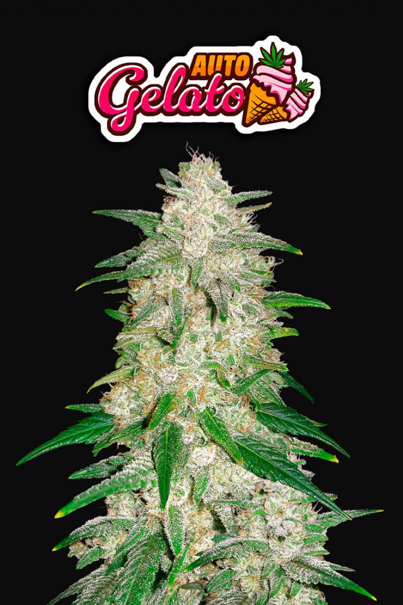 fastbuds-gelato-auto