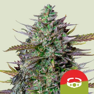 goatlato-auto-royal-queen-seeds