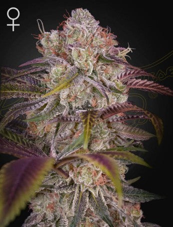 greenhouse-seeds-gran-jefa