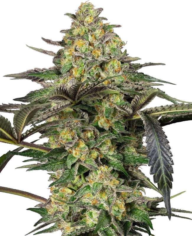 grapevine-candy-sensi-seeds