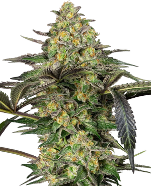 grapevine-candy-sensi-seeds