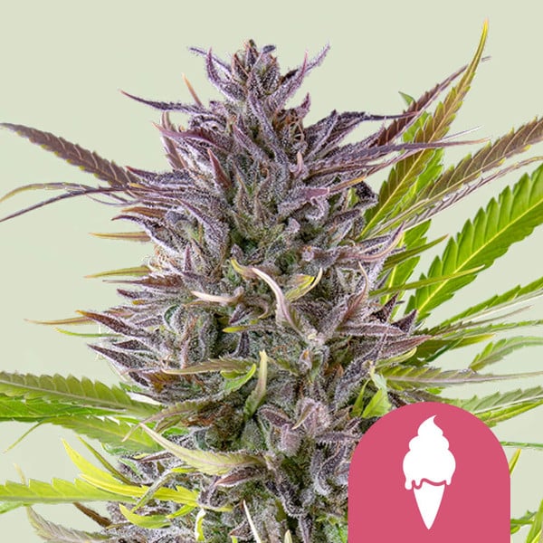 green-gelato