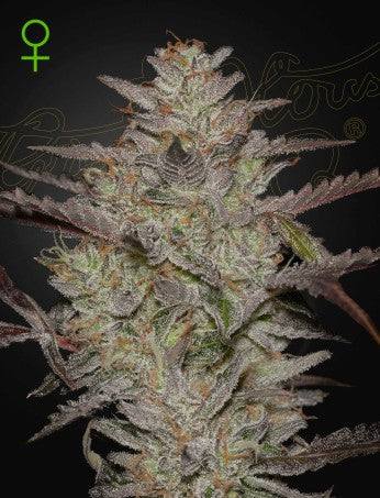 alienz-auto-greenhouse-seeds