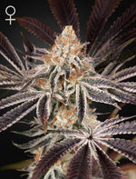 dark-phoenix-greenhouse-seeds