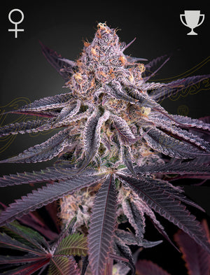 kings-juice-greenhouse-seeds