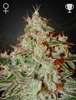 lemon-skunk-greenhouse-seeds