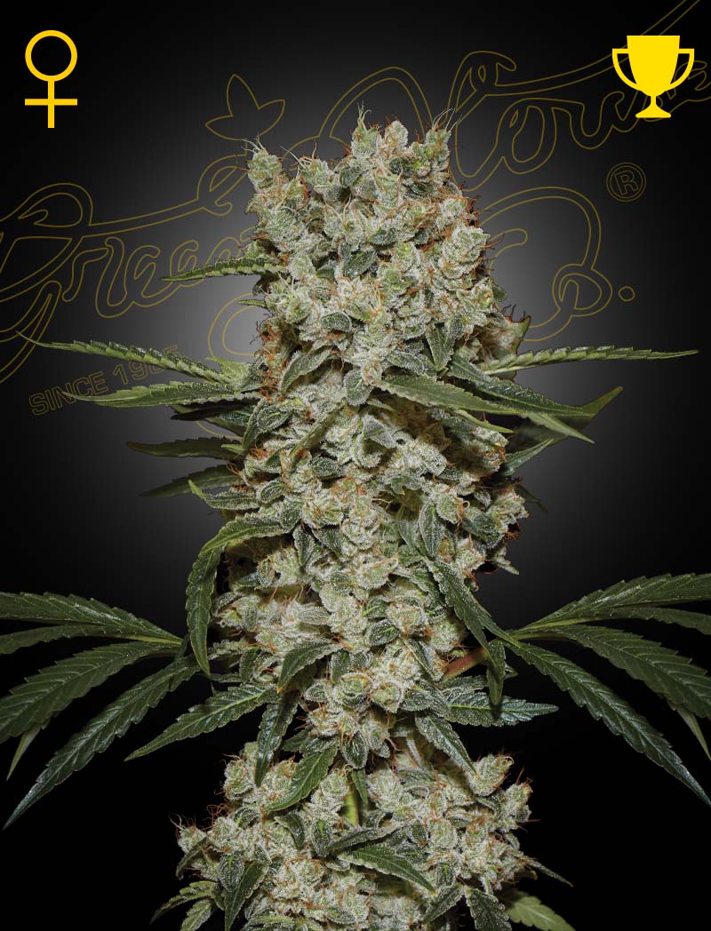 super-silver-haze-greenhouse-seeds