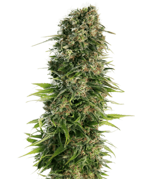 hindu-kush-auto-sensi-seeds