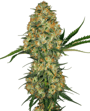 hindu-kush-sensi-seeds