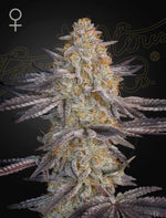 greenhouse-seeds-super-lemon-haze-rs-11