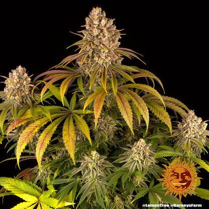 lemon-tree-cannabis-samen