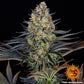 barneys-farm-cannabis-samen