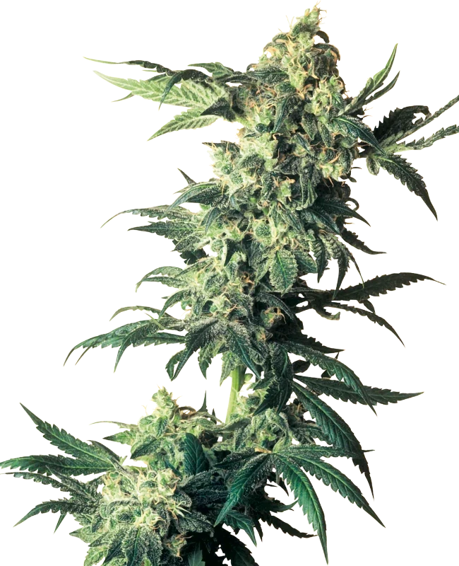 northern-lights-sensi-seeds