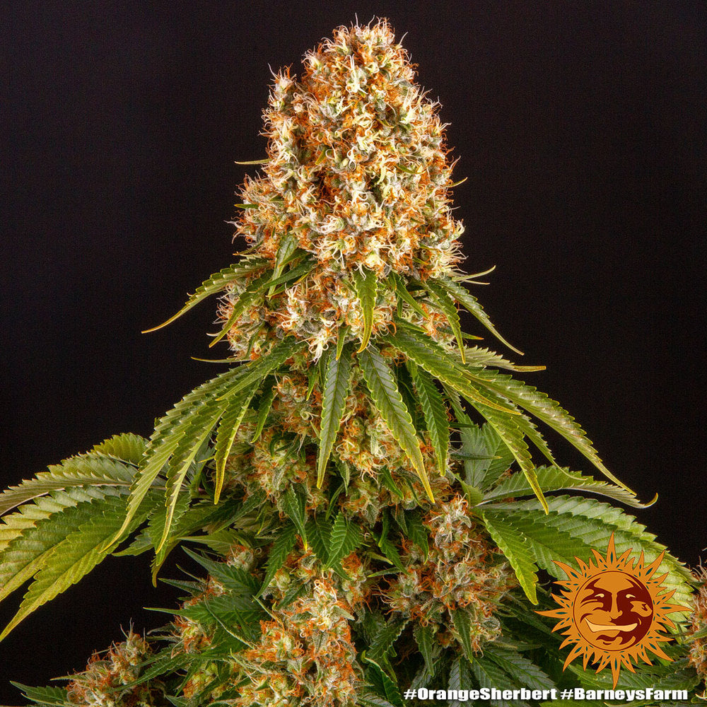 orange-sherbert-feminisierte-cannabis-samen