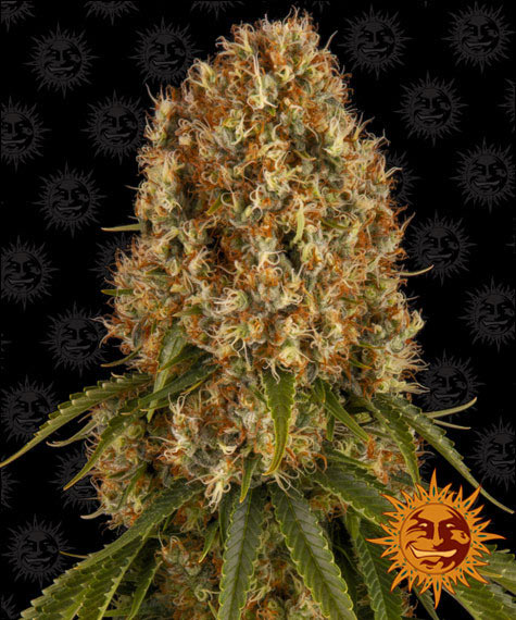 barneys-farm-orange-sherbet