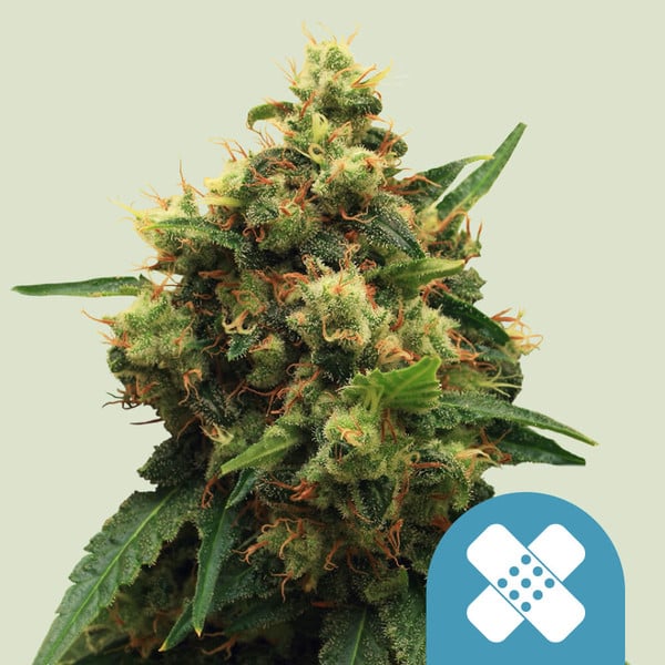 royal-queen-seeds-painkiller-xl-cbd