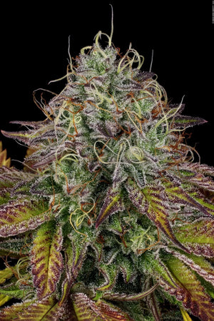 apricot-candy-von-paradise-seeds