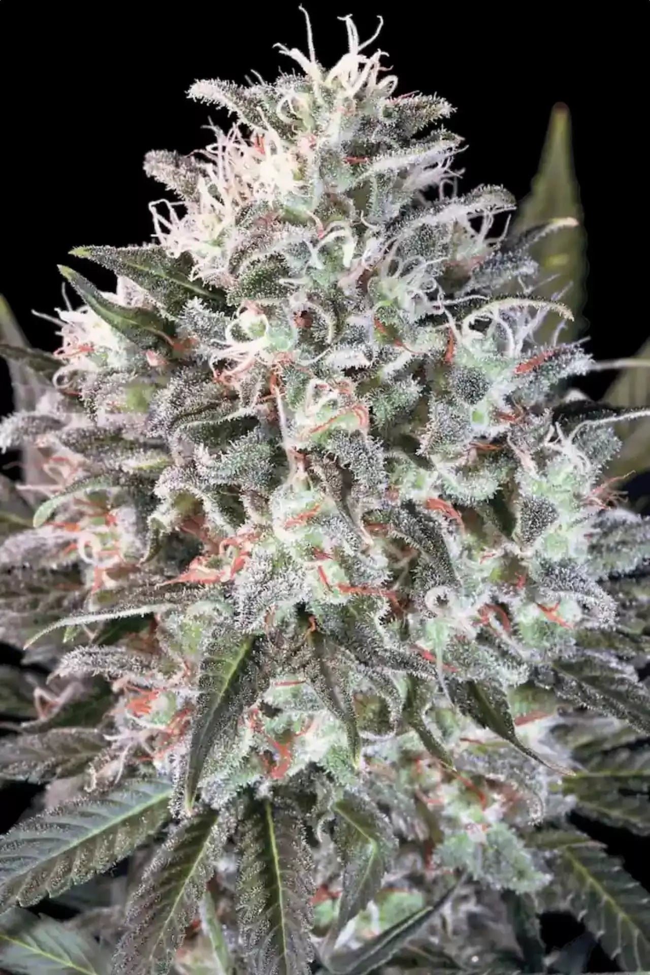 space-cookies-paradise-seed