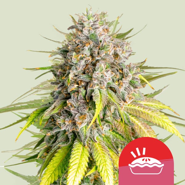 royal-queen-seeds-punch-pie