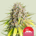 royal-queen-seeds-punch-pie