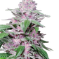 purple-cookie-kush-sensi-seeds