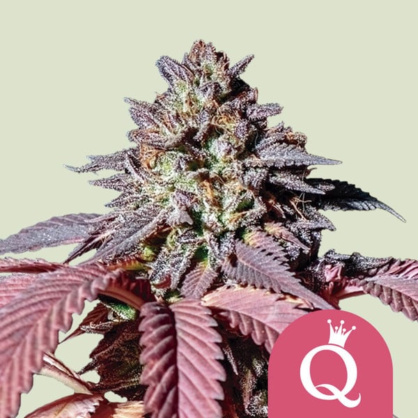 royal-queen-seeds-purple-queen