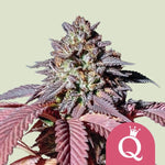 royal-queen-seeds-purple-queen