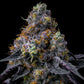 rainbow-sherbet-cannabis-samen