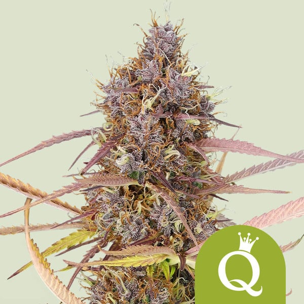 purple-queen-auto