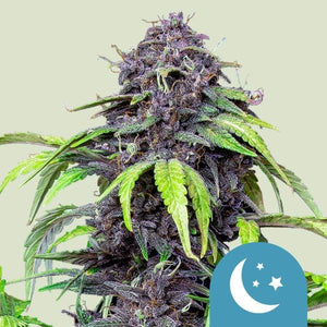 purplematic-cbd-royal-queen-seeds